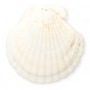 Muschel Anhänger Specials Jakobsmuschel White