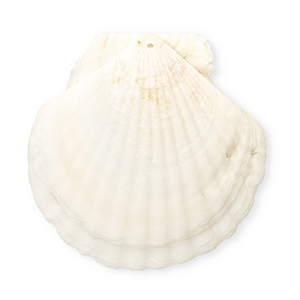 Muschel Anh&auml;nger Specials Jakobsmuschel White