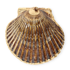 Muschel Anh&auml;nger Specials Jakobsmuschel Dark brown-gold